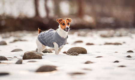Small Jack Russell terrier in her knitted winter coat standing on snow covered field near river, few stones visible, view from sideの写真素材