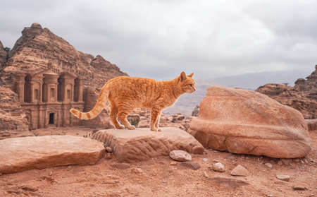 Small orange cat walking over red rocks, mountainous landscape in Petra Jordan, with monastery building backgroundの写真素材
