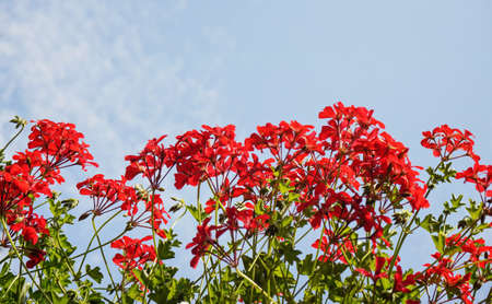 Pink red pelargonium flowers with clear sky backgroundの写真素材