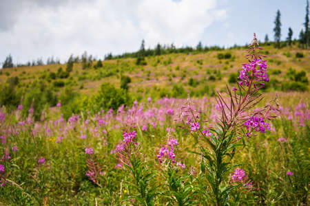 Pink purple fireweed - Chamaenerion angustifolium - flowers growing in forest meadow, blurred trees...
