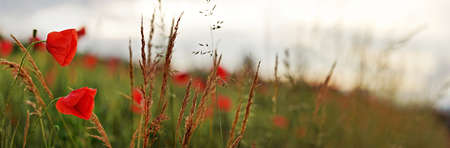 Wild red poppy flowers wide panorama, blurred overcast sky backgroundの写真素材