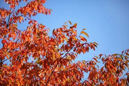 Red autumn leaves against blue sky. Abstract fall background.