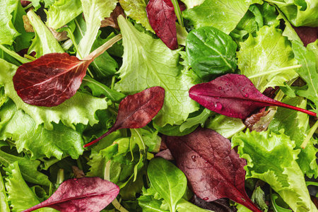 Green and red leaves salad, closeup detail from aboveの写真素材