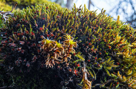 Fine green red moss growing in forest, closeup macro detail, abstract natural backgroundの写真素材