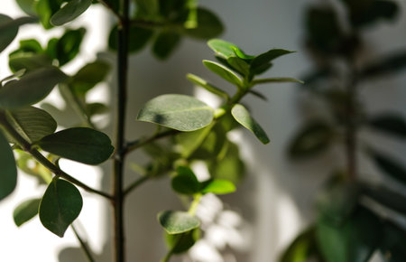Sun shines on room plants from side, casting shadows - shallow depth of field photo, only few leaves...