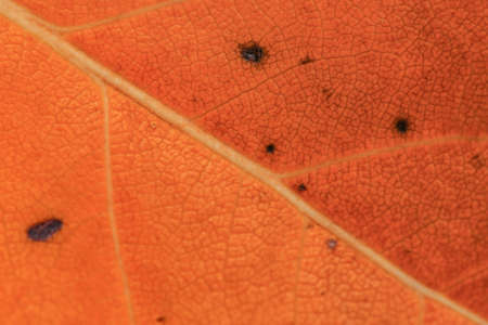 Close up macro - orange leaf structure. Abstract autumn background.の写真素材