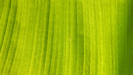 Texture on banana leaf lit by sun, abstract tropical natural background.の写真素材