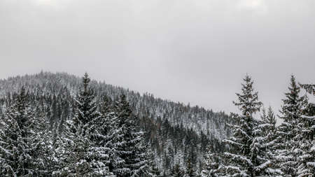 Snow covered coniferous treetops on gray overcast day, hill with forest in background.の写真素材