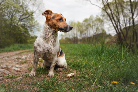 Small Jack Russell terrier sitting on ground, her fur very dirty, looking to side, grass and trees backgroundの写真素材