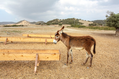 Small wild donkey near food / water channel flume. Animals are roaming freely in Karpass region of Northern Cyprusの写真素材