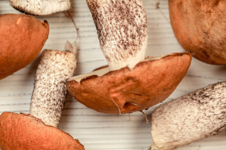 Freshly picked forest mushrooms ( Leccinum aurantiacum variety ) on white boards desk, ready to be cleaned, shallow depth of field photo, only stem in focusの写真素材