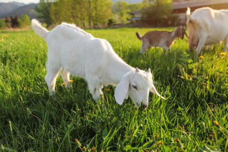 Small white goat kid grazing on meadow with dandelions, more goats in backgroundの写真素材
