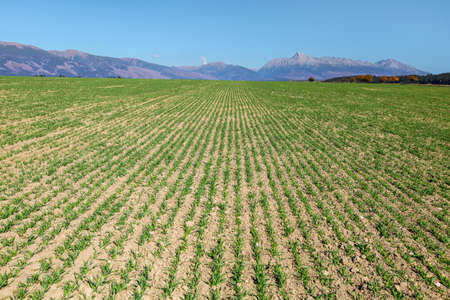 Field with lines of young sow green plants, panorama of High Tatras and mt. Krivan peak (Slovak...