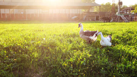 Two geese walking on green meadow, farm in background. Wide angle photo with strong sun back light.の写真素材