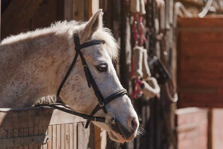 White Arabian horse with brown spots, detail - only head visible out from wooden stables boxの写真素材