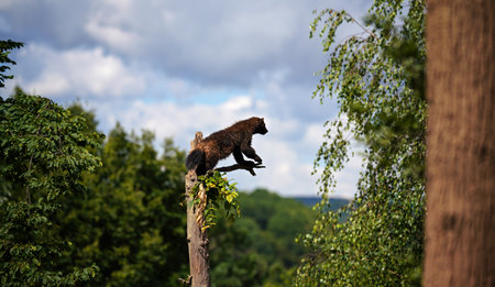 Wolverine aka wolverene - Gulo gulo - resting on top of dry tree, blurred forest and sky backgroundの写真素材