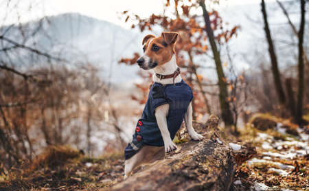 Small Jack Russell terrier in dark blue winter jacket leaning on fallen tree with grass and snow patches, blurred trees or bushes backgroundの写真素材