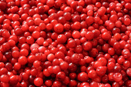 Pile of freshly harvested red wild cranberries, close-up detail from aboveの写真素材