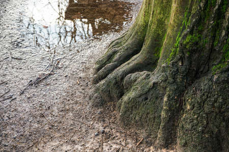 Large tree trunk and roots covered with green moss, small puddle of rain in background, at public park.の写真素材