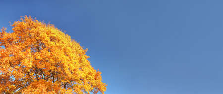 Bright orange yellow autumn leaves against clear blue sky. Wide banner with space for text on right...