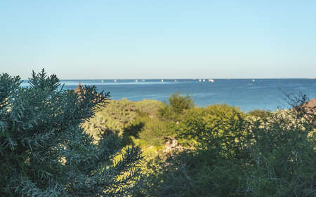 View to sea lit by morning sun through green bushes, Euphorbia stenoclada - endemic to Madagascar -...
