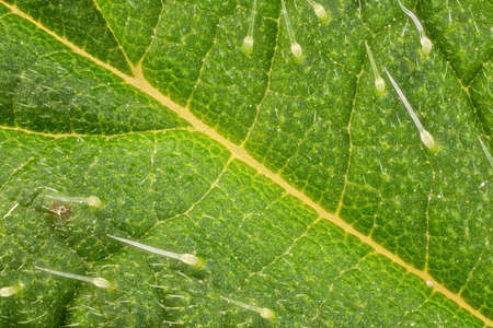 Stinging nettle - Urtica dioica - leaf, microscope detail, transparent sting hairs called trichomes visible, image width 9mmの写真素材
