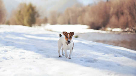 Small Jack Russell terrier walking on melting snow next to river on sunny day, blurred trees in backgroundの写真素材