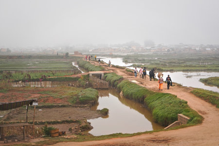 Antananarivo, Madagascar - May 07, 2019: Unknown Malagasy people and their zebu cattle walking over muddy flooded rice fields through clay road, fog in distance covers housesのeditorial素材