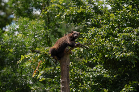 Wolverine aka wolverene - Gulo gulo - resting on top of dry tree, blurred forest backgroundの写真素材