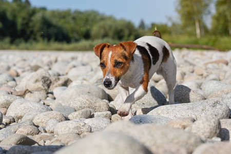 Jack Russell terrier dog, her fur wet from swimming in river, walks on round stones on sunny day, blurred trees backgroundの写真素材