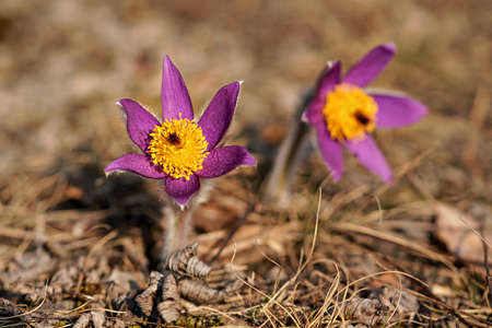 Purple and yellow greater pasque flower - Pulsatilla grandis - growing in dry grass, sun shines on,...