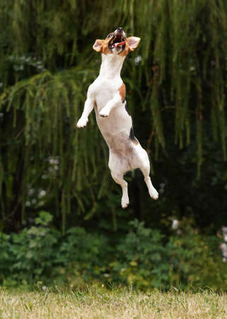 Small Jack Russell jump vertical high in air, tongue out, her ears flying to sides - funny pose, blurred trees backgroundの写真素材