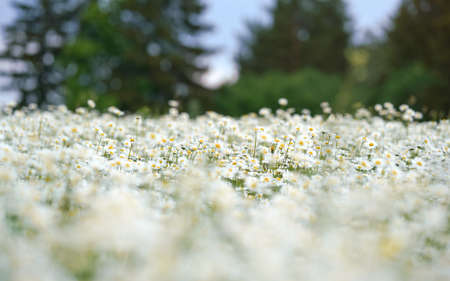 Sun lit spring meadow with many daisy flowers blooming, shallow depth of field photo, only few petals in focus, blurred forest trees backgroundの写真素材