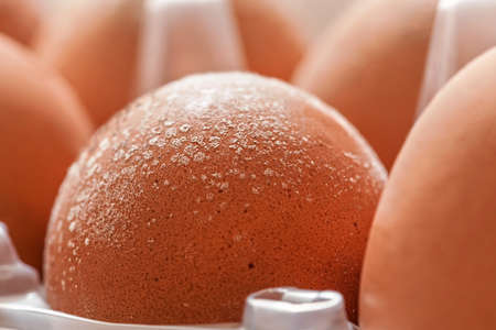 Mould growing on eggs stored improperly in wet and cold fridge for long, closeup macro detail