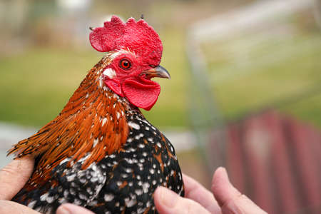 Small bantam chicken rooster with bright red comb, closeup detail with hands on feathersの写真素材