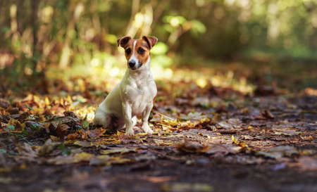 Small Jack Russell terrier sitting on forest path with yellow orange leaves in autumn, blurred trees...