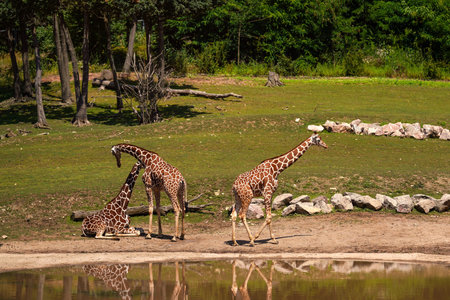Three reticulated giraffe Giraffa camelopardalis reticulata standing next to small lake, meadow and trees backgroundの写真素材