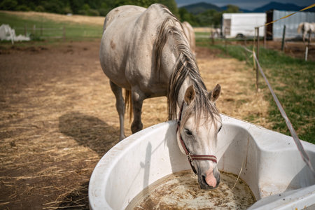 White Arabian horse drinking water from old plastic bathtub at farm, closeup wide detailの写真素材