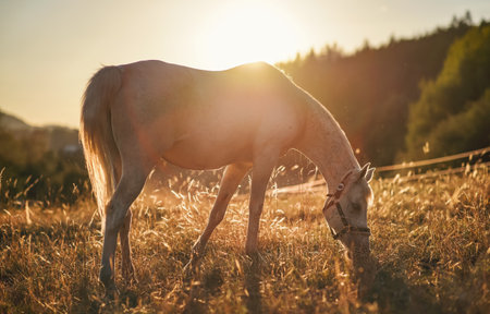 White Arabian horse grazing on green field, view from side, afternoon sun backlightの写真素材