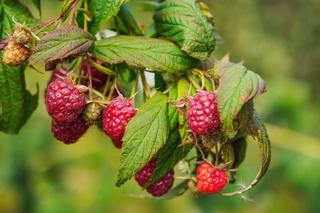 Sun shines to fresh ripe raspberries growing in garden, closeup detail