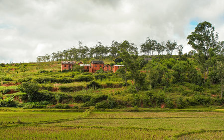 Typical Madagascar landscape - green and yellow rice terrace fields on small hills with clay houses in region near Iarinoroの写真素材