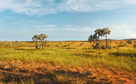 Small bushes, grass and low palm trees on sides of road near town of Ilakaka - typical Madagascar landscapeの写真素材