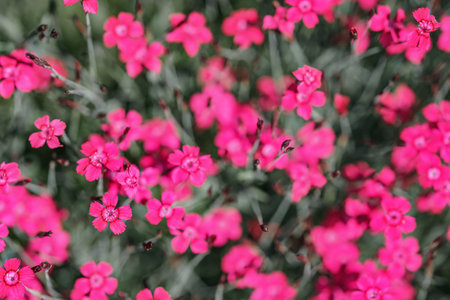 Shallow depth of field, only few blossoms in focus. Bright pink garden carnation flowers on green meadow. Abstract spring backgroundの写真素材