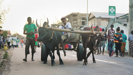 Ranohira, Madagascar - April 29, 2019: Unknown Malagasy men riding simple wooden cart pulled by pair...
