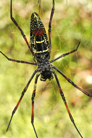 Red legged golden orb weaver spider female - Nephila inaurata madagascariensis, resting on her nest,...