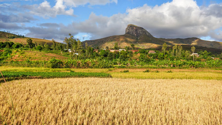 Sun shines on wheat fields in foreground, green and yellow rice terrace fields on small hills, clay houses and rocky mountain distance. Typical scenery of Andringitra region near Sendrisoaの写真素材