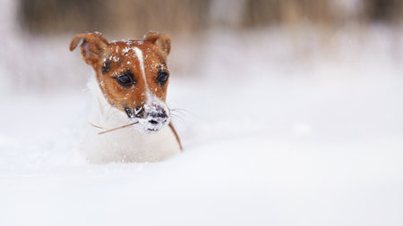 Small Jack Russell terrier dog crawling in deep snow, carrying thin stick in mouth, only her head with white crystals on fur visibleの写真素材