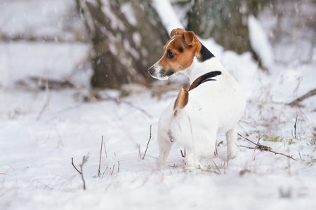 Small Jack Russell terrier dog walking on snow covered ground in winter near small trees, view from rear, her face covered with white crystalsの写真素材