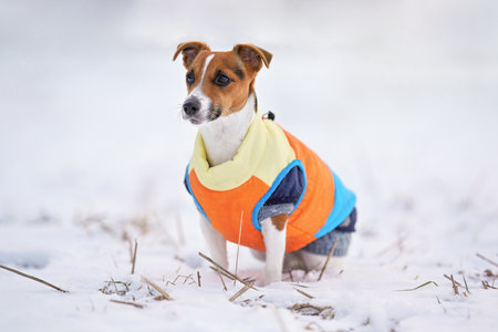 Small Jack Russell terrier dog in bright orange yellow and blue winter jacket sitting on snow covered groundの写真素材