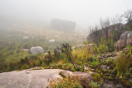 Grass and small bushes growing over rocky terrain - typical scenery seen during foggy day on trek to pic Boby in Andringitra, Madagascarの写真素材